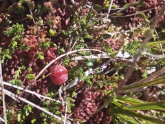 Vaccinium oxycoccos