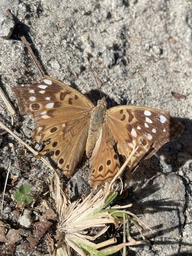 Hackberry Emperor