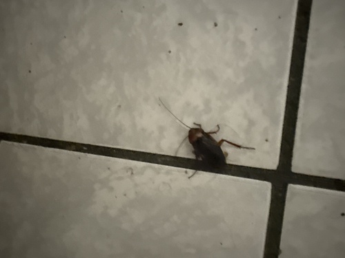 American Cockroach