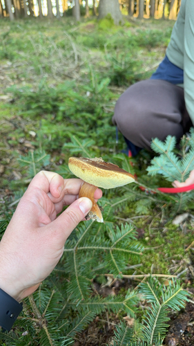 Bay Bolete