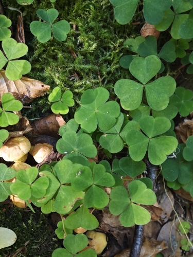 Oxalis acetosella, photograph 1