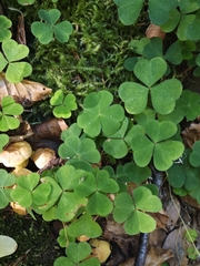 Oxalis acetosella, photograph (c) Aubin NORMAND, some rights reserved (CC BY)