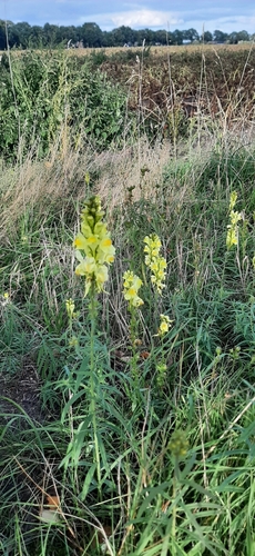 common toadflax