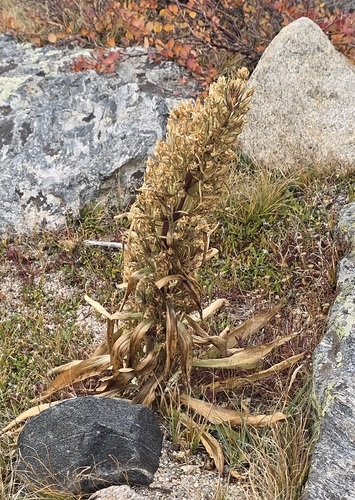 Frasera speciosa