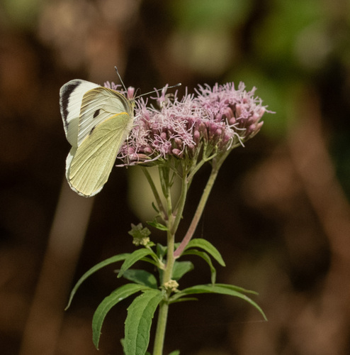 Large White