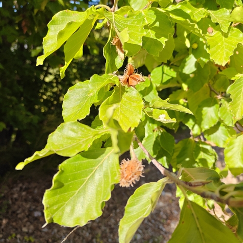 European beech