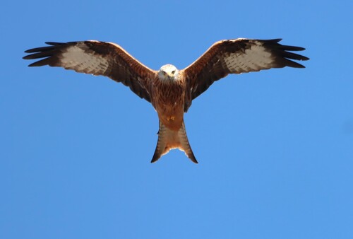 Red Kite