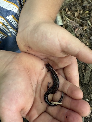 Eastern Red-backed Salamander