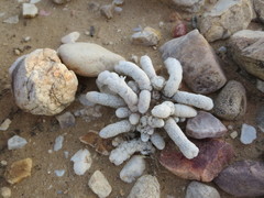 Anacampseros papyracea