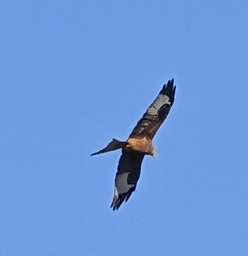 Red Kite