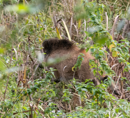 Wild Boar