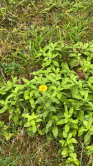 Pulicaria dysenterica, photograph author not stated, no rights reserved