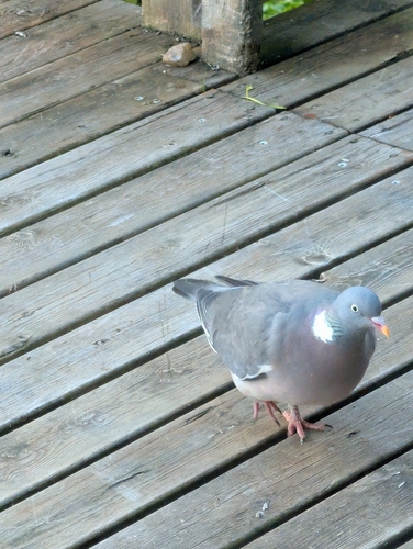 Common Wood-Pigeon