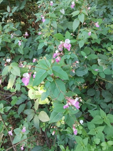 Kashmir Balsam