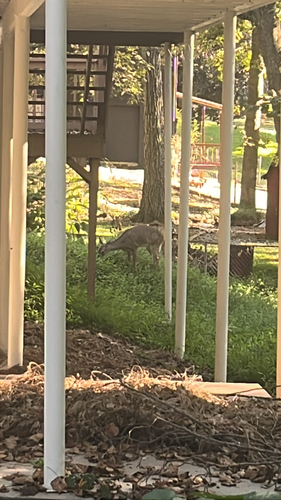White-tailed Deer