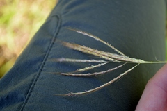 Bothriochloa radicans