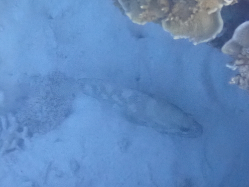 Epinephelus ongus observed 2026-09-20