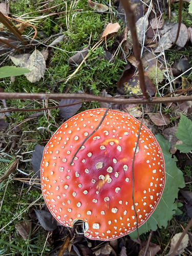 Fly Agaric