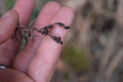 Hypericum radfordiorum