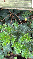 author not stated, no rights reserved Taxus baccata, photograph author not stated, no rights reserved