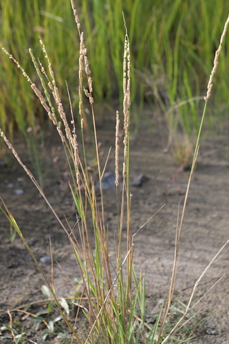 Beckmannia eruciformis, 2026-09-26