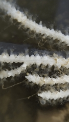 Pseudopterogorgia