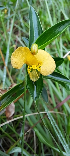 Commelina africana