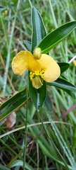 Commelina africana