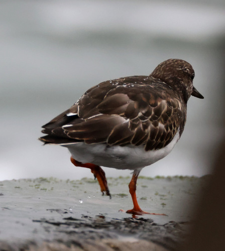 Ruddy Turnstone