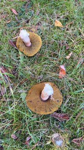 King Bolete