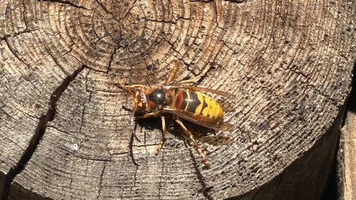 European Hornet