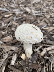 Agaricus deserticola