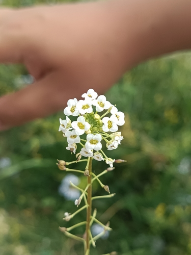 Lobularia maritima, photograph 1