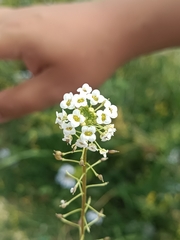 Lobularia maritima