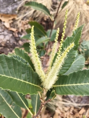 Castanea sativa