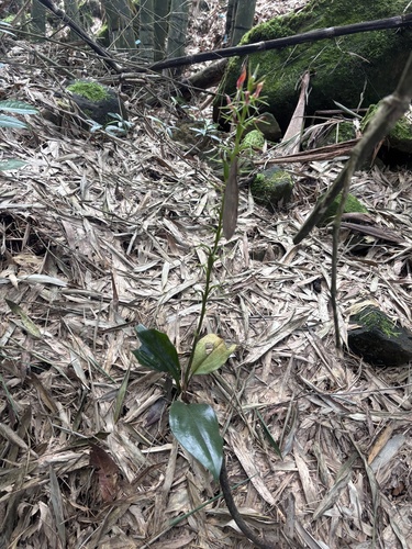 Cryptostylis arachnites observed 2026-09-25
