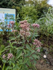 Eupatorium cannabinum, photograph author not stated, no rights reserved