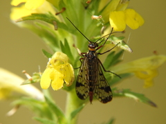 Panorpa meridionalis