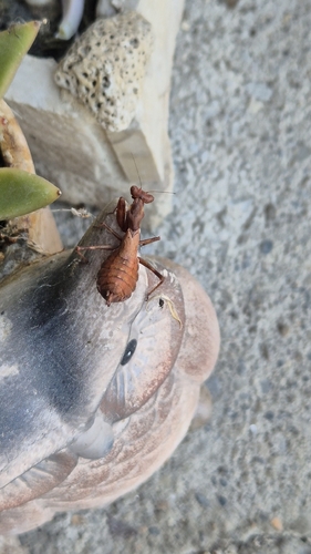 European Dwarf Mantis