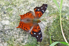 Hypanartia kefersteini