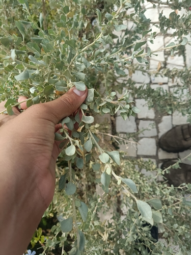 Atriplex halimus
