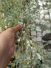 Atriplex halimus