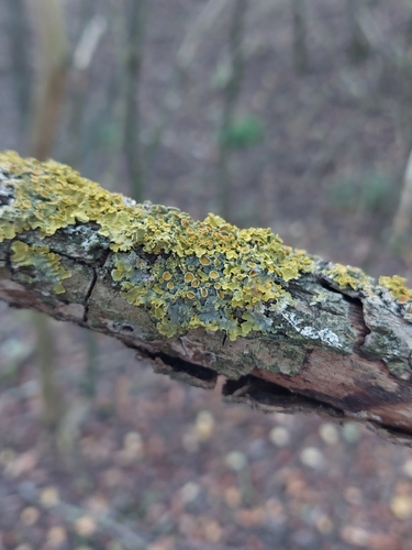 Common Sunburst Lichen
