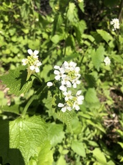 Alliaria petiolata