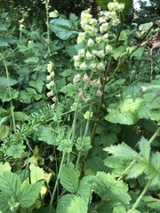 Tellima grandiflora
