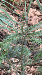 author not stated, no rights reserved Taxus baccata, photograph author not stated, no rights reserved