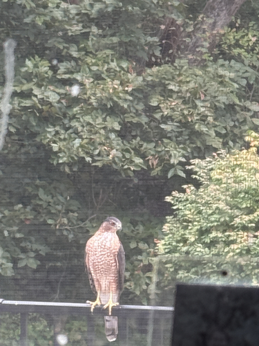 Cooper's Hawk