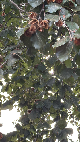 Fagus sylvatica, photograph 3