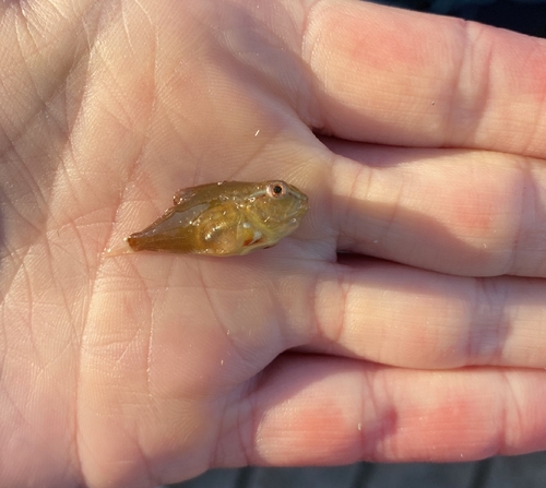 Lumpfish