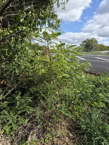 false indigo bush